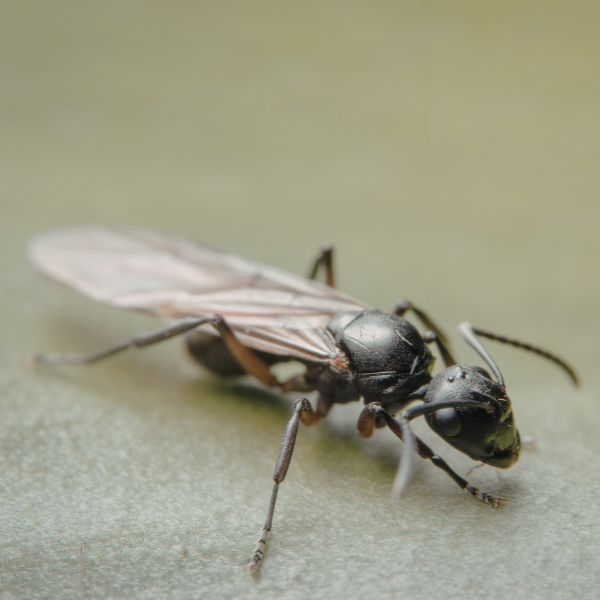 Летящи мравки