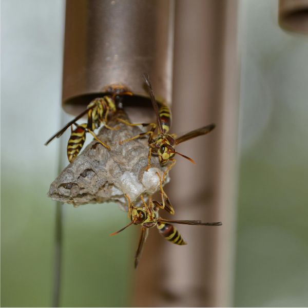 гнездо от хартиена оса