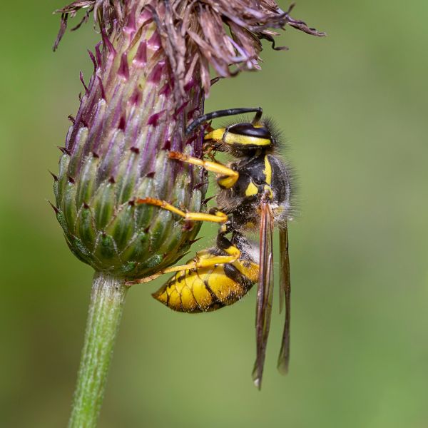 Немска оса (Vespula germanica)