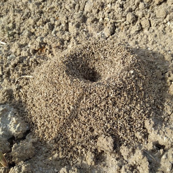 мравуняк от черна мравка