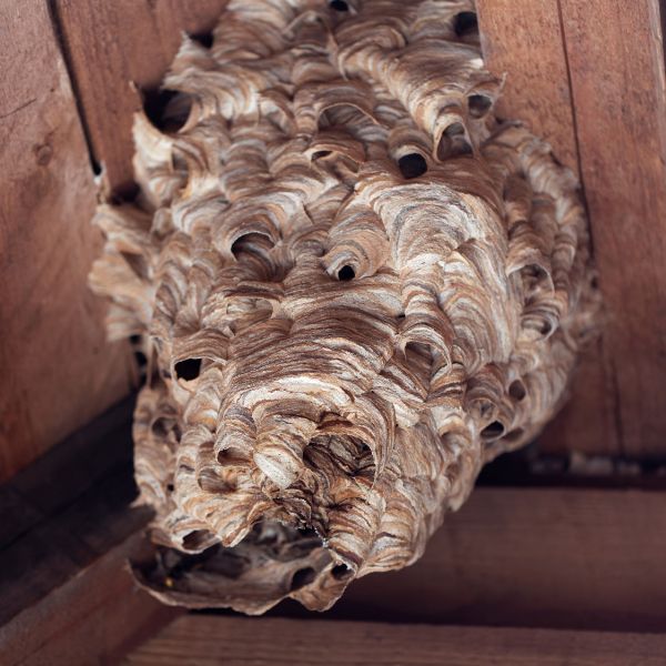 голямо гнездо от оси