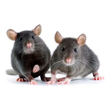 сив плъх и черен плъх