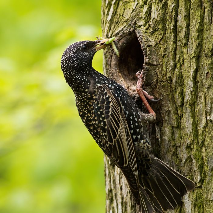 скорец (Sturnus vulgaris) Размножаване