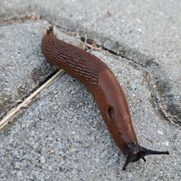 Гол охлюв (Arion vulgaris)