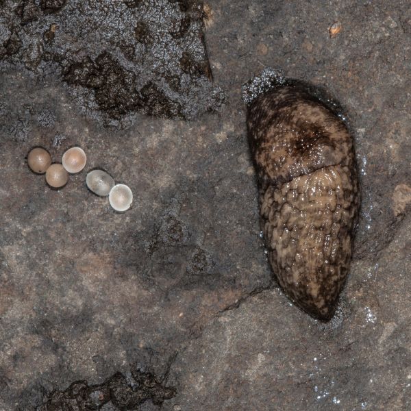 къде се крият голите охлюви