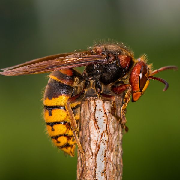 Европейски стършел (Vespa crabro)