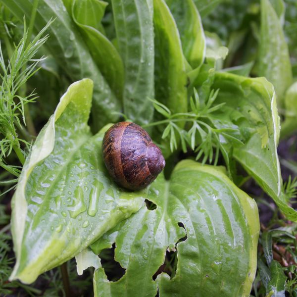 превенция срещу охлюви