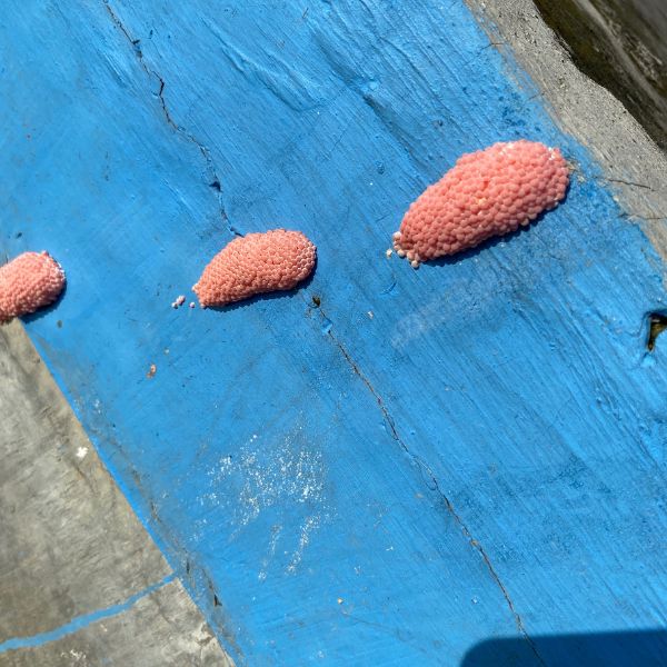 яйца от гол охлюв