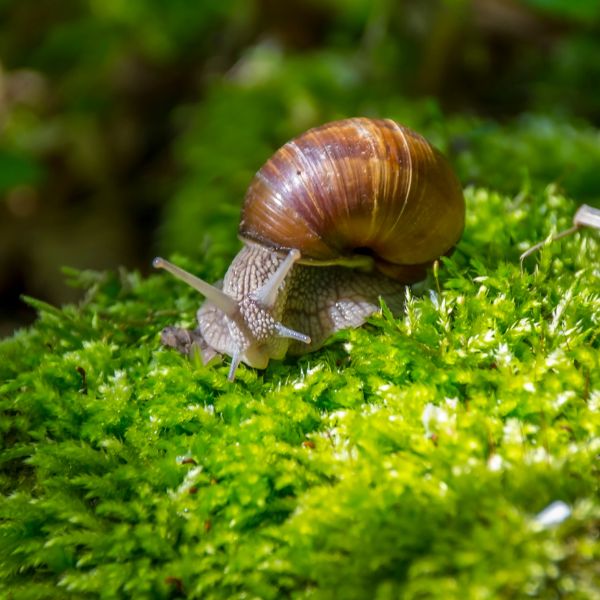 къде се крият градинските охлюви
