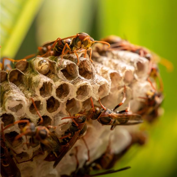 ларви на оси