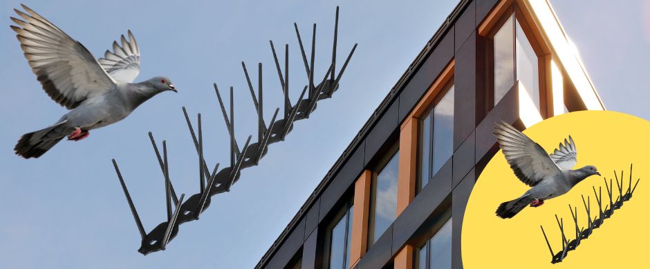 Черни шипове против галби