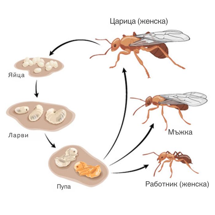 мравки жизнен цикъл