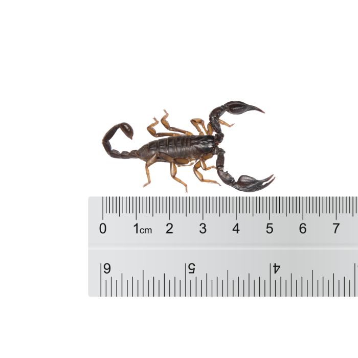 най-често срещани вид скорпион в българия