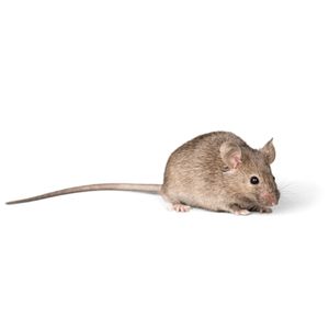 Домашна сива мишка