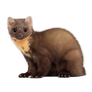 Белка, невестулка