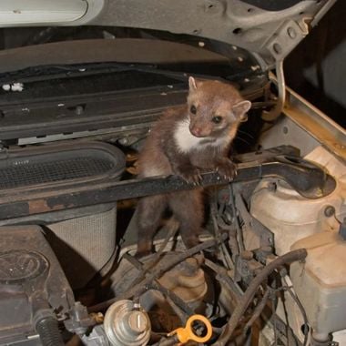 щети от белка в автомобил