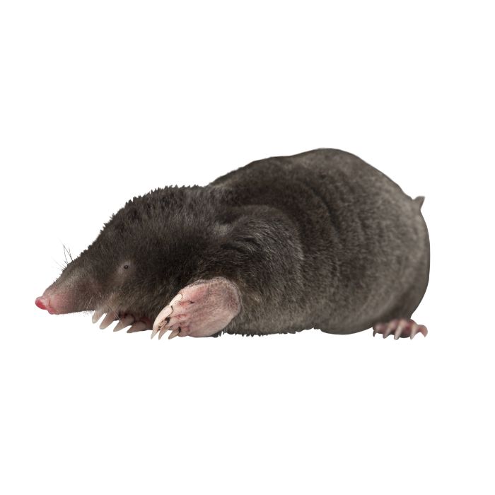 Къртицата (Talpa europaea)