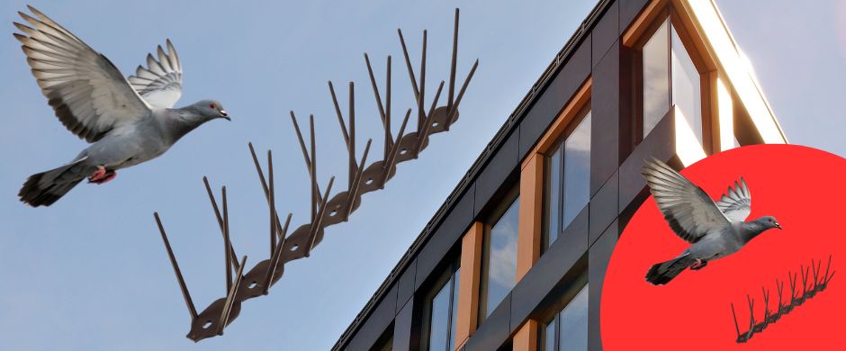 Кафяви шипове против гълъби