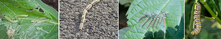 гъсеници видове и навици