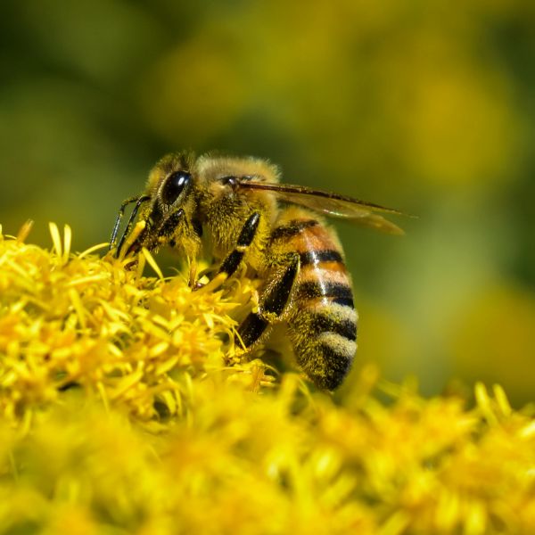 Медоносна пчела (Apis mellifera)