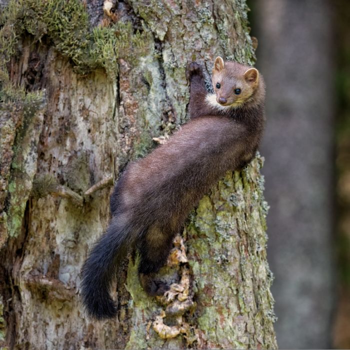 Белка върху дърво