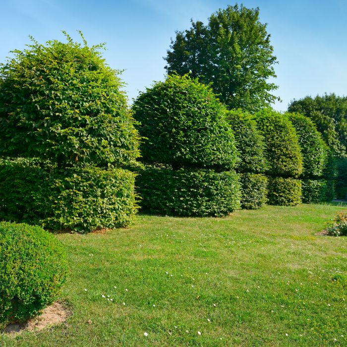 Укритие на кърлежи в жив плет и декоративни растения