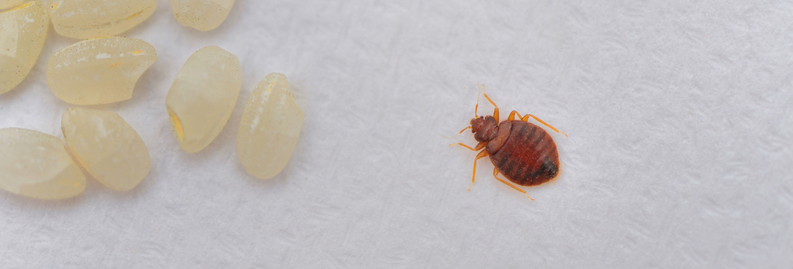 Ларви и яйца на дървеници