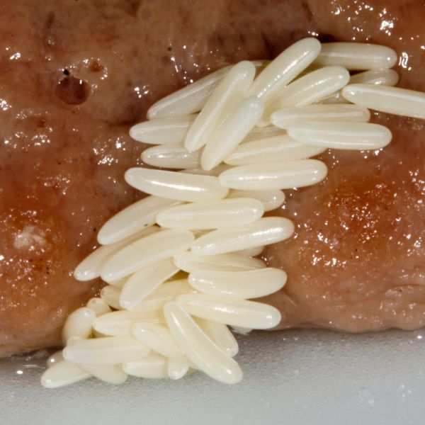 яйца от мухи