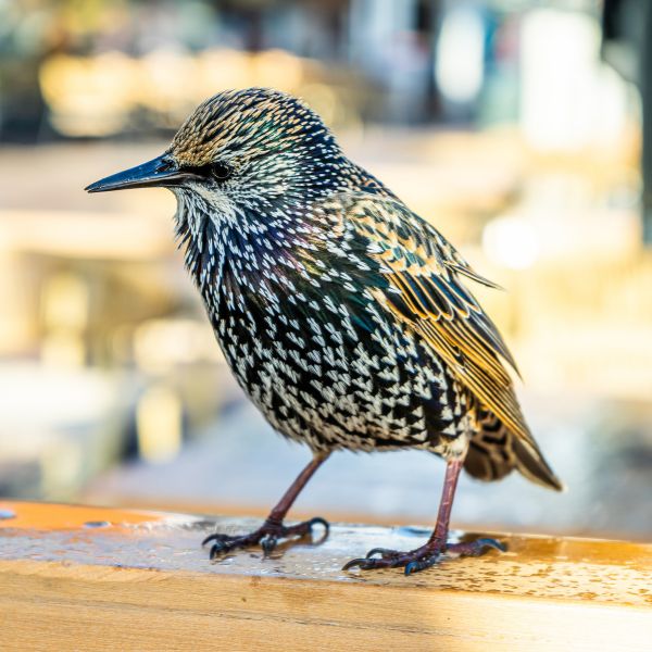 Скорец (Sturnus vulgaris)