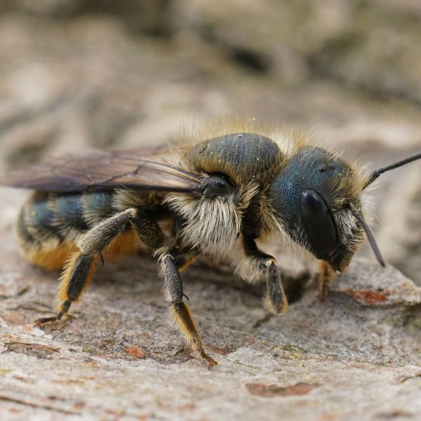 пчели Зидарки (Osmia spp.)