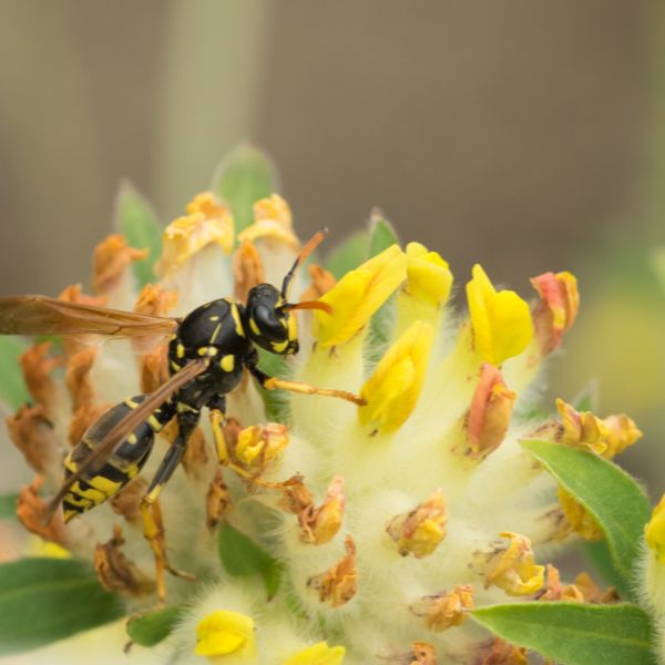 оса яде цветен нектар