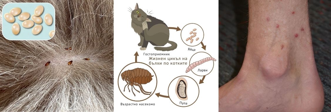 жизнен цикъл и размножаване на бълхи