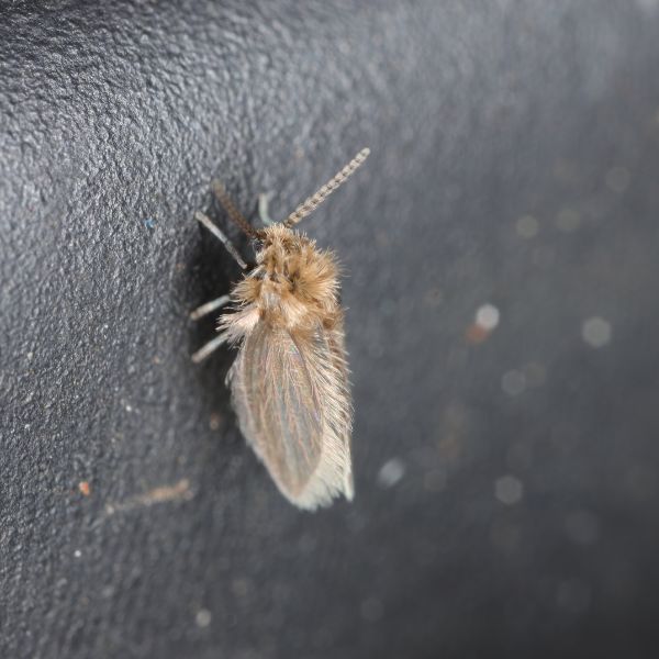 Канализационни мухи