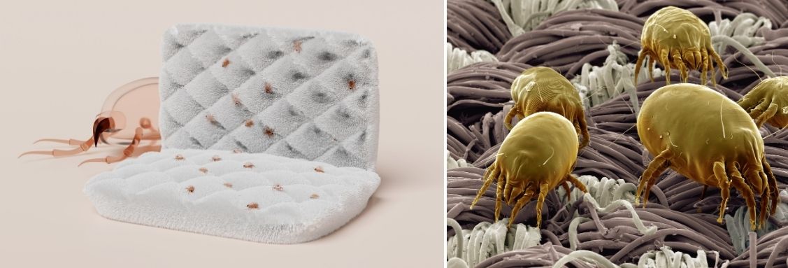 Какви навици имат акарите