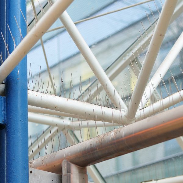 шипове против птици