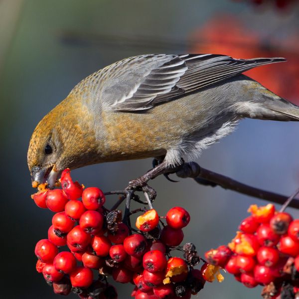 косове нападат плодни дръвчета