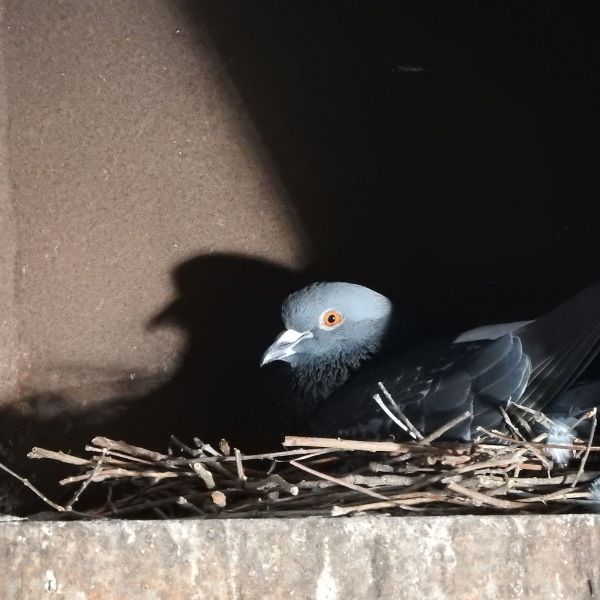 гнездо на гълъб