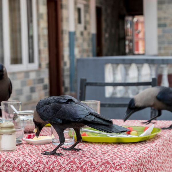 врани се хранят от маса с храна