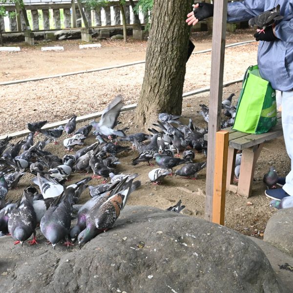 струване на гълъби