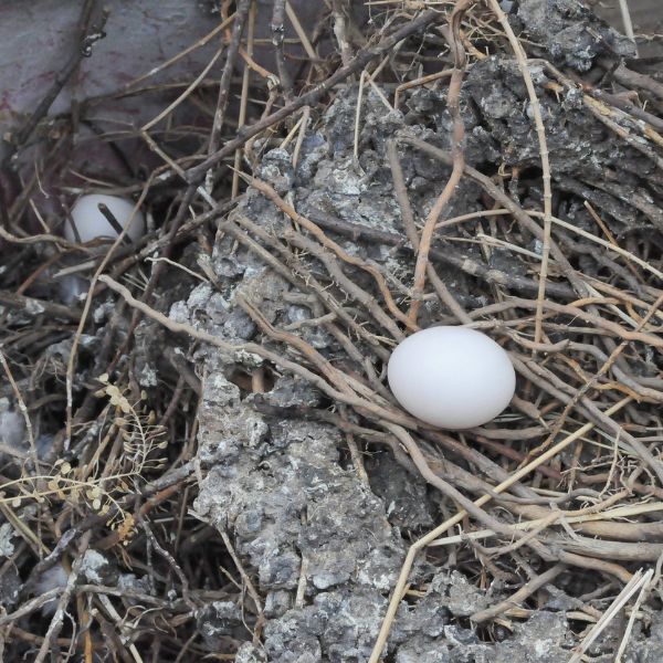 гнездо на гълъб с яйце