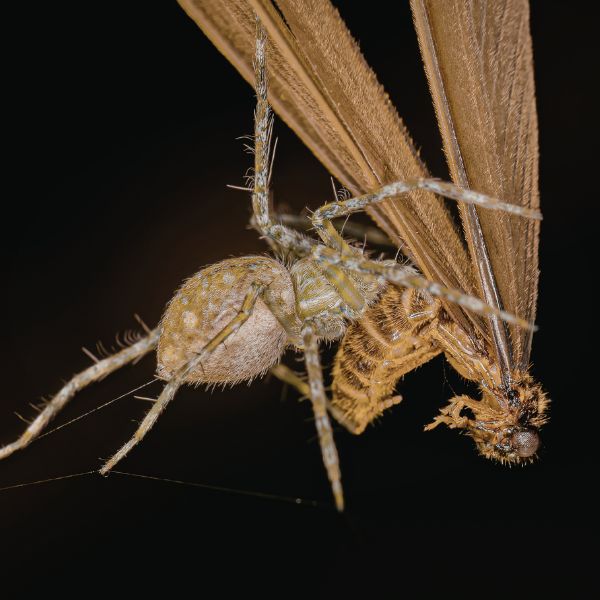 Пясъчни мухи -папатаци