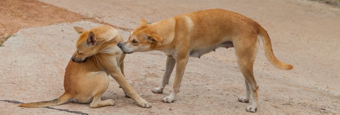 бъклхи върху козина