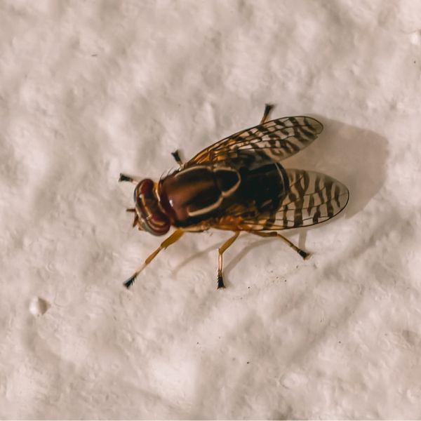 Конски мухи