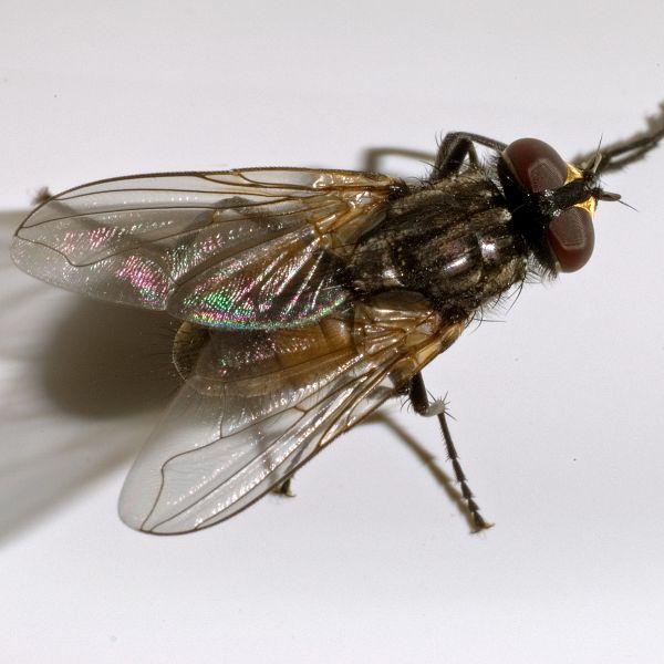 Домашна муха (Musca domestica)