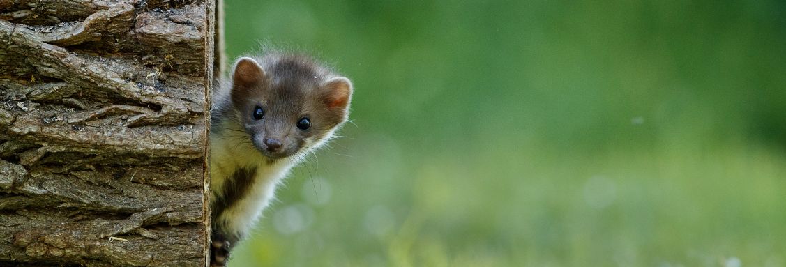 къде живеят белките