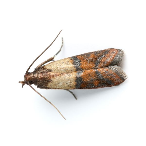 Хранителен/плодов молец (Plodia interpunctella)