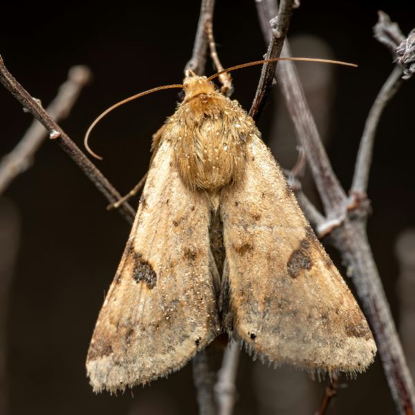 Чемширов молец 