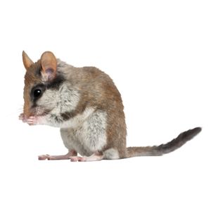 Сънливец, съсел