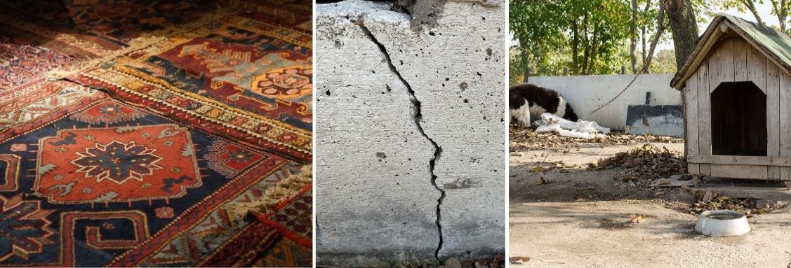 Местообитание на бълхите