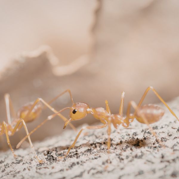 Фараонова мравка (Monomorium pharaonis)